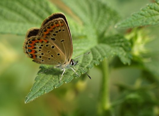 Identificazione Licenidae